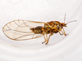 Trioza remota